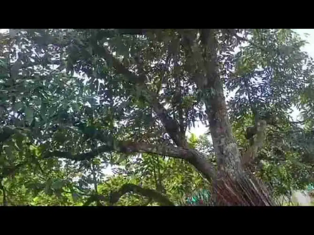 di jual lahan kebun SHM murah ada pohon durian di Cigudeg Bogor barat