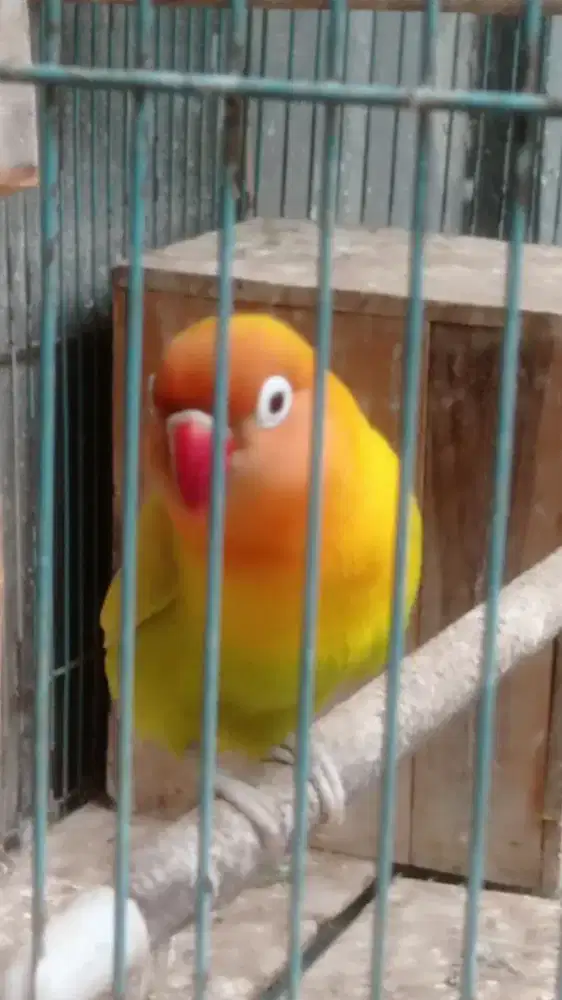 Lovebird Betina Dewasa