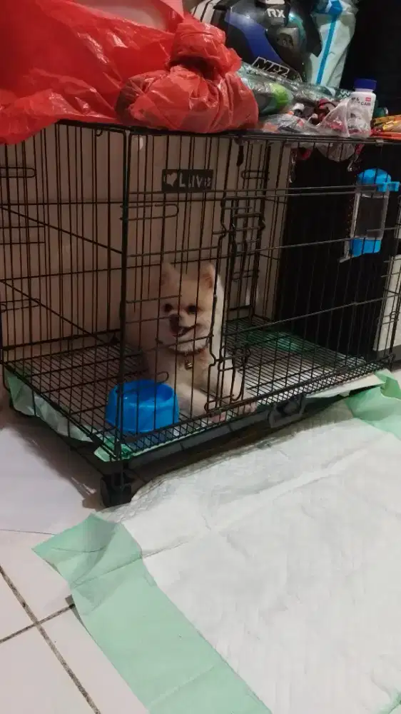 Anjing mini pom 1 tahun