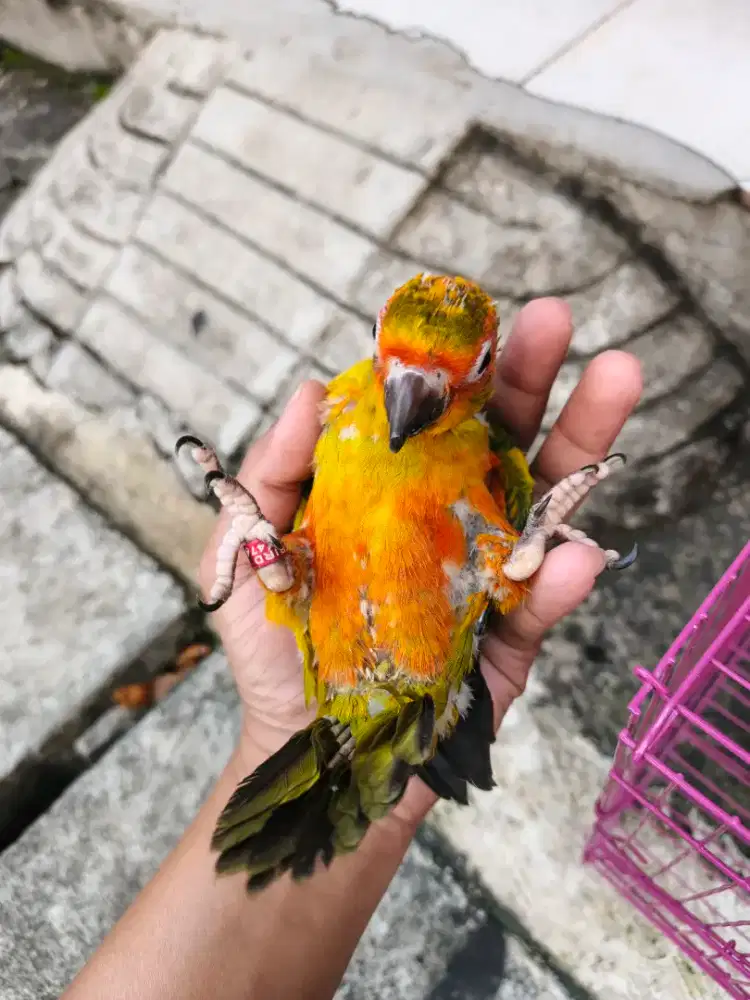Sunconure baby lucu