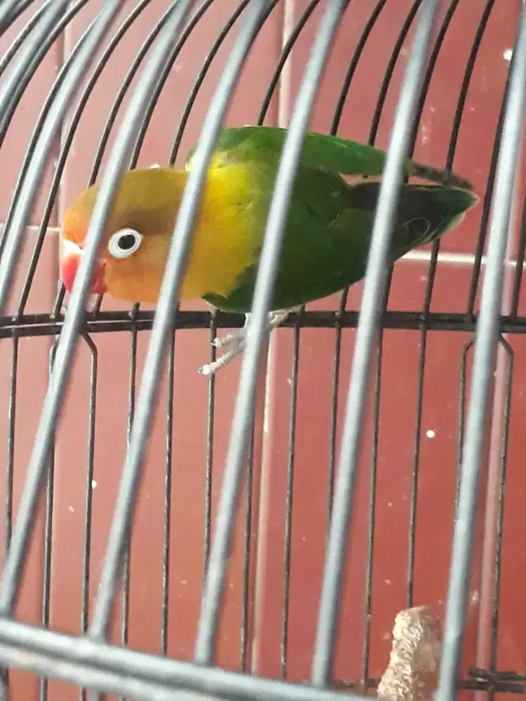 lovebird hijau standart ngekek