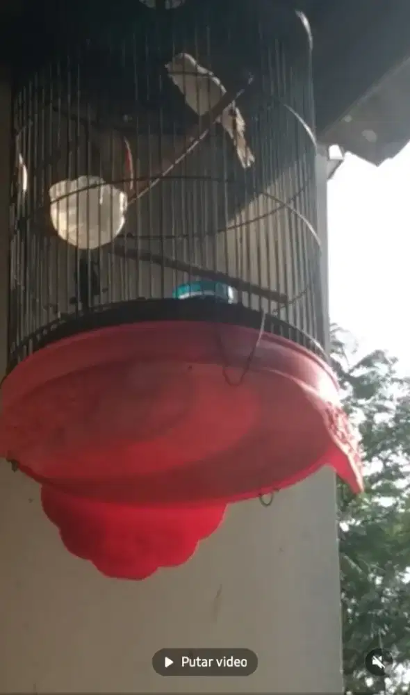 Kenari anggep aj lokal