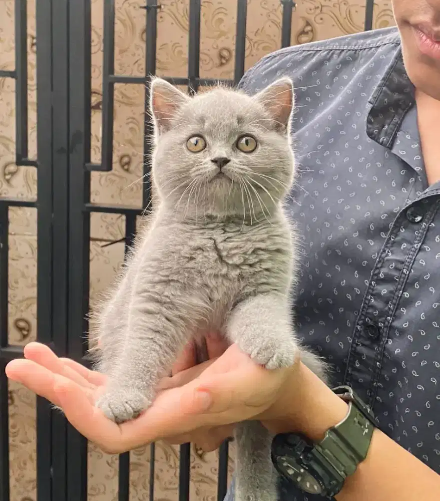 Kitten British Shorthair