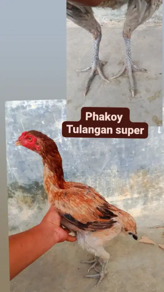 Induk phakoy tulang bagus