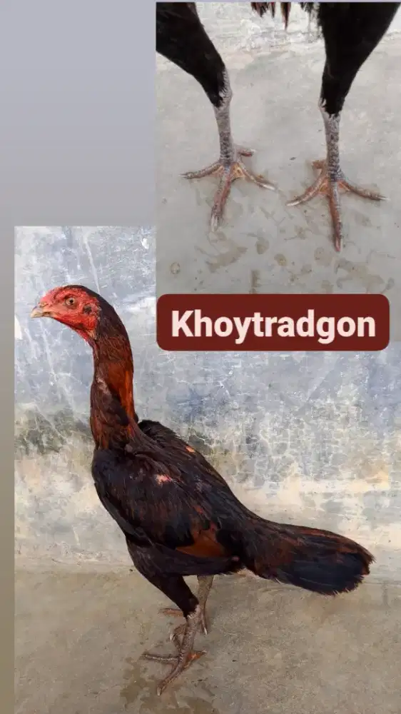 Siap produksi . langsung di pantau