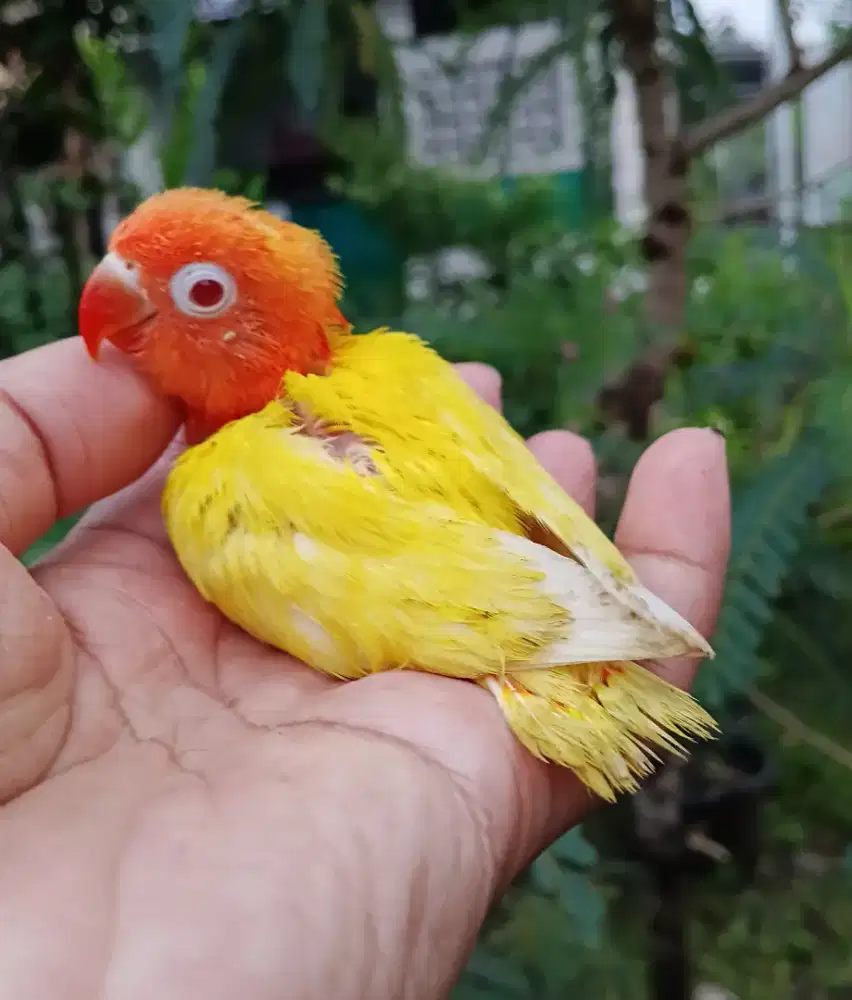 Lolohan lovebird lutino MM pedes