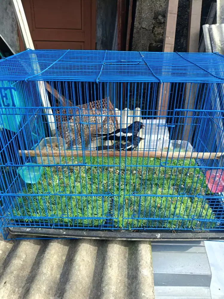 Burung Kacer 2 Ekor Jantan