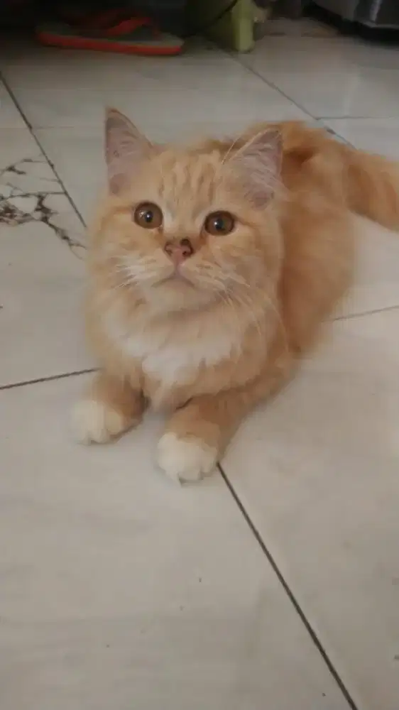 Kucing persia  anakan