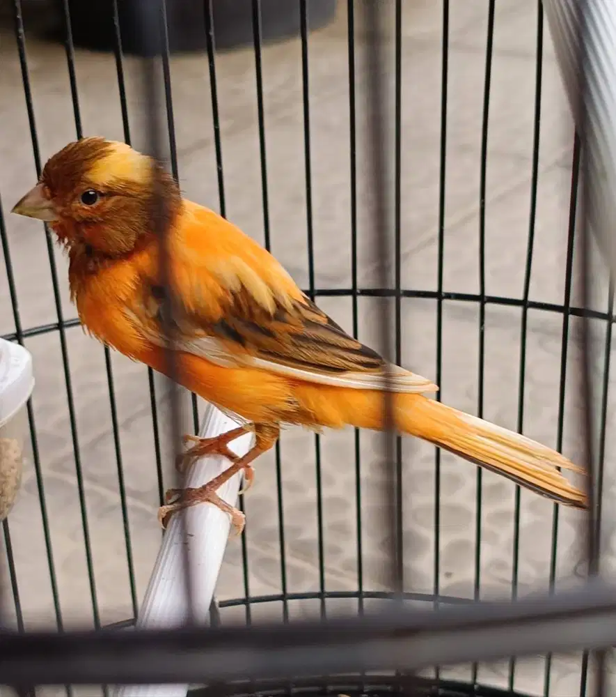 burung kenari jantan gacor di Medan