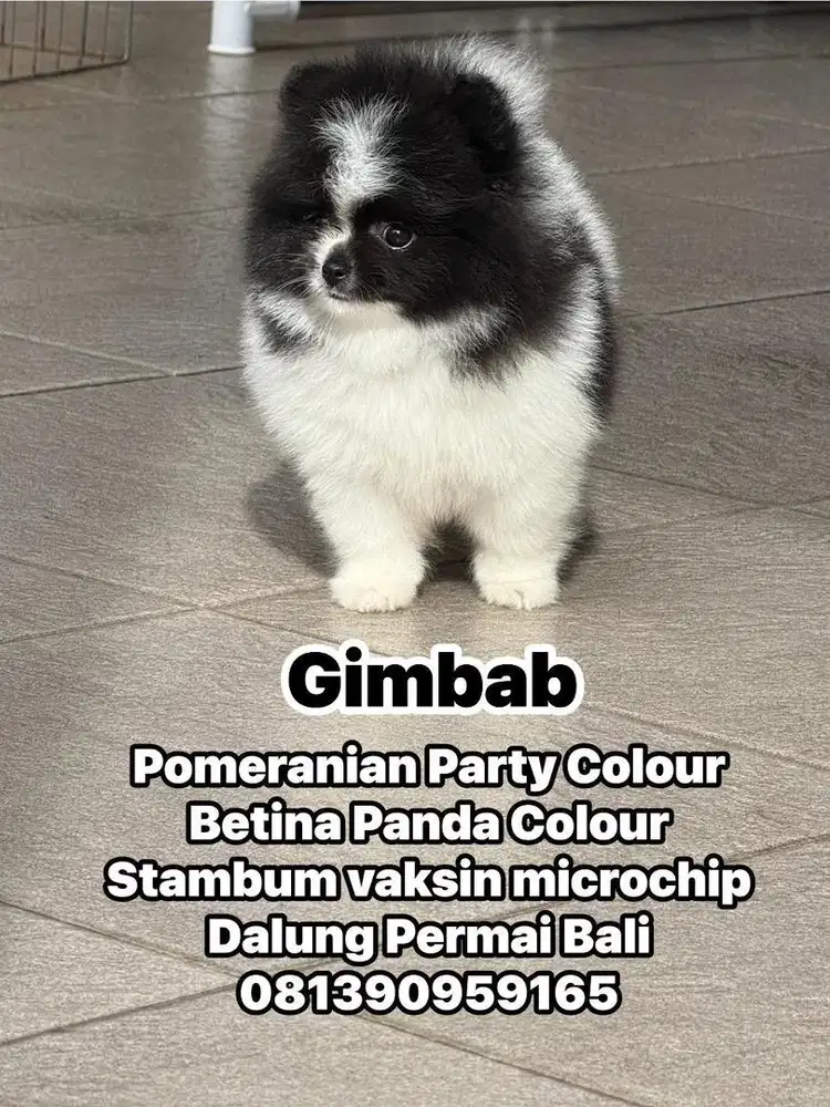 Pomeranian Party Betina