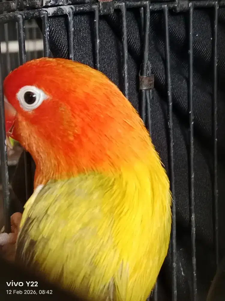 Lovebird biola Ewing gold jantan love bird