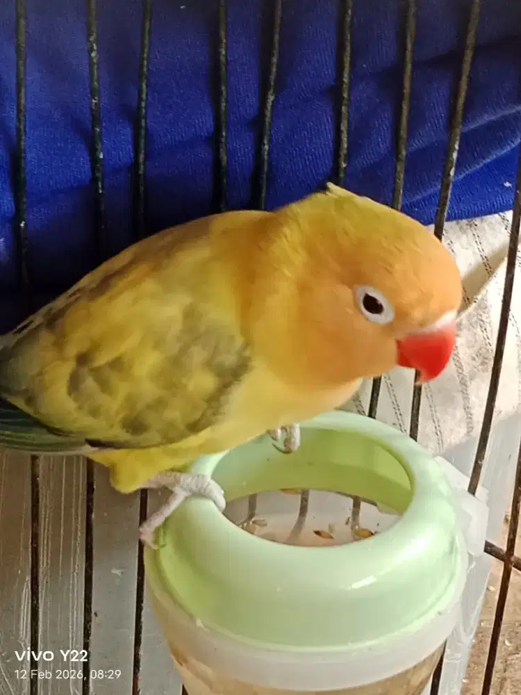 Lovebird Aqua pied jantan love bird