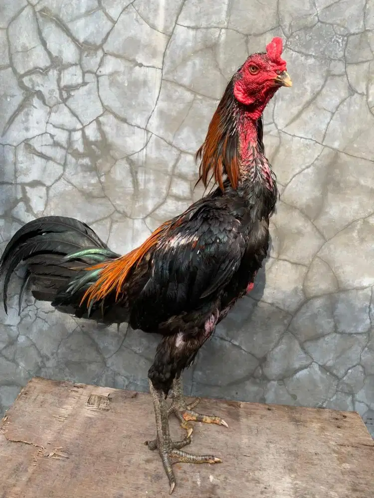 Ayam bangkok x mangon