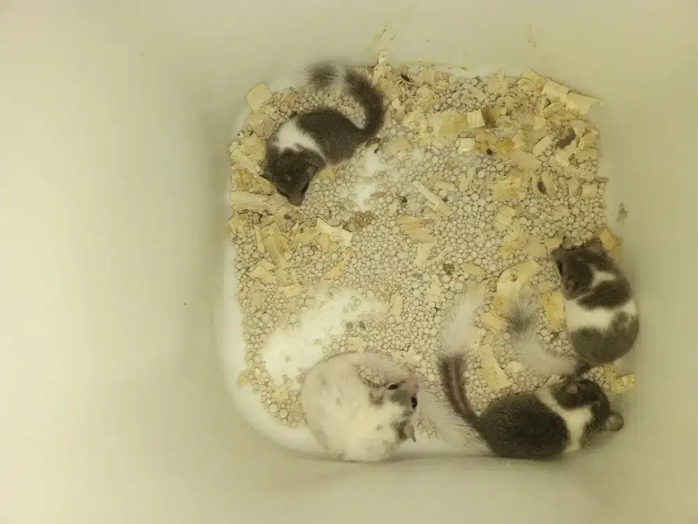 African pygmy dormice