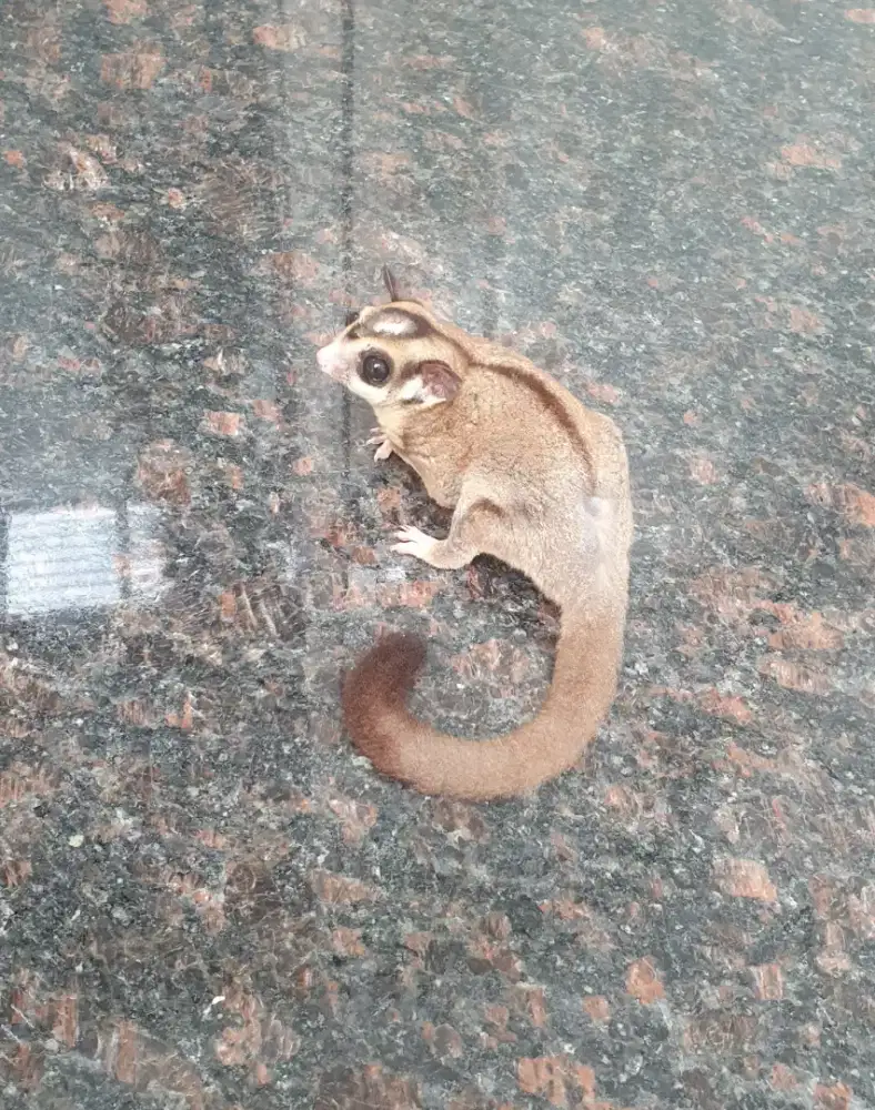 Sugar glider clasik grey jantan