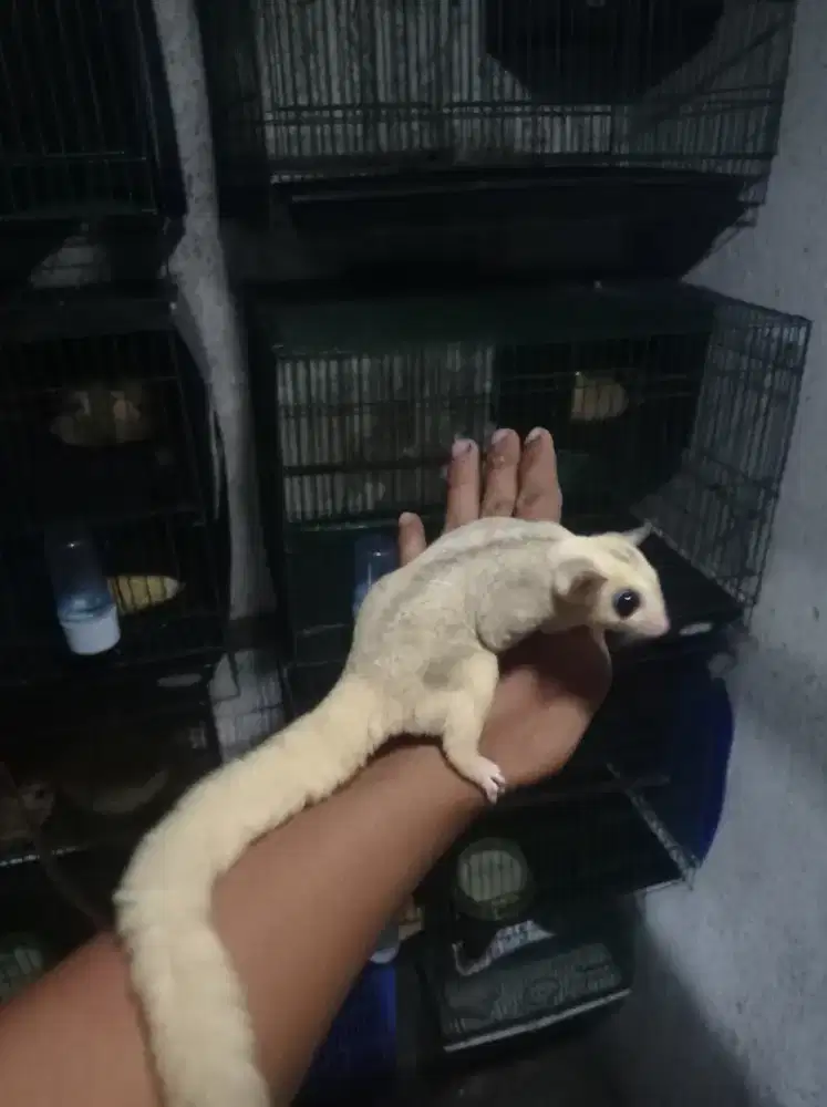 Sugar glider mozaik betina