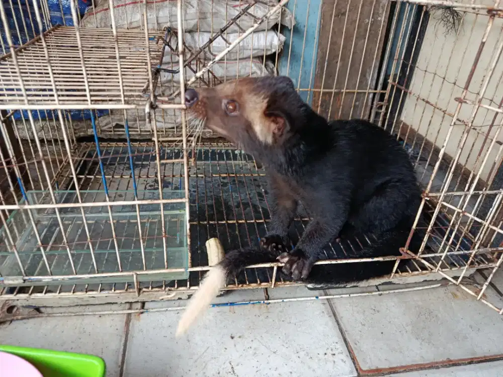 Musang Bulan Aceh ,jantan ,5bulan