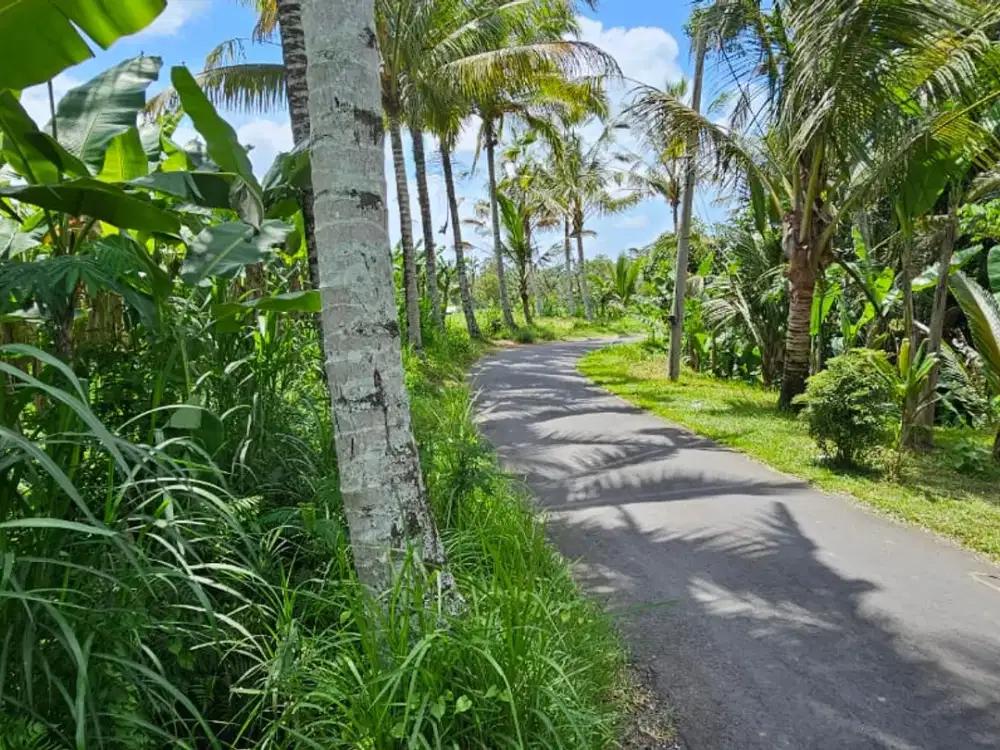 Jual Tanah Murah View Sawah Di Bukian Payangan Ubud  Gianyar Bali. Kawasan Resort & Villa .
