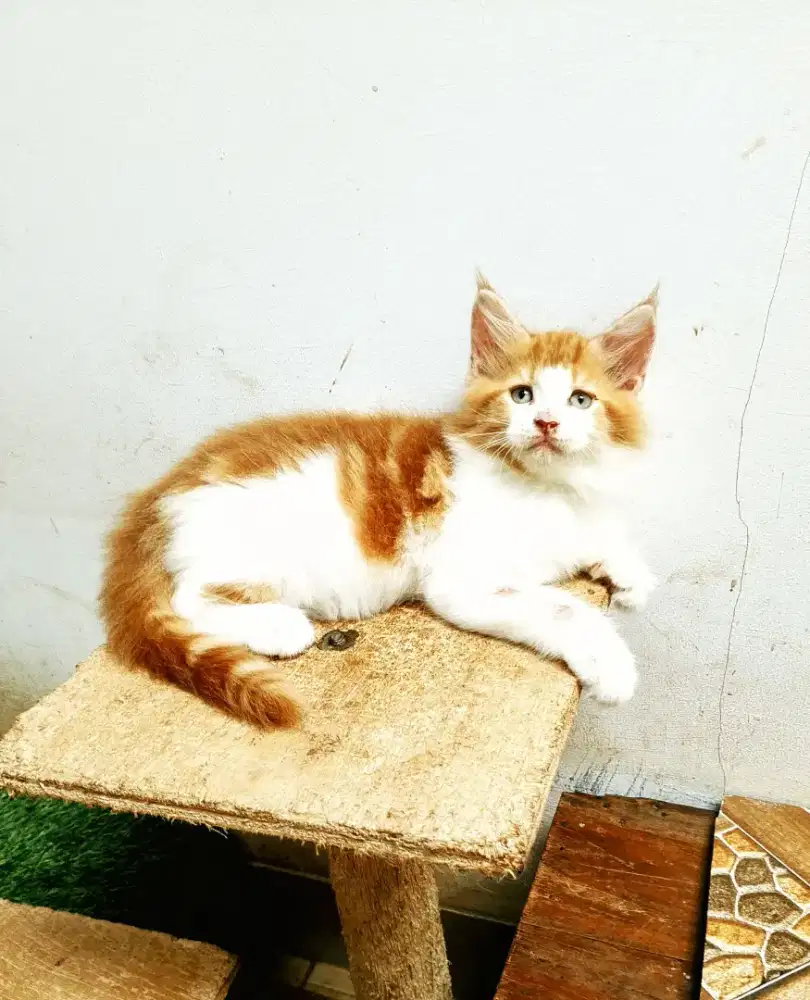 Kitten mainecoon Jantan Pure No mix. Garansi