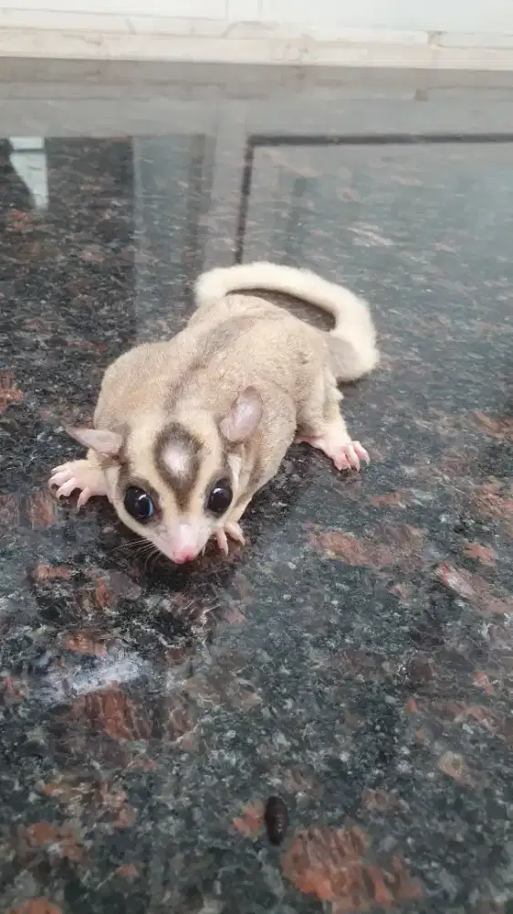 Sugar glider Mozaik jantan (jinak)