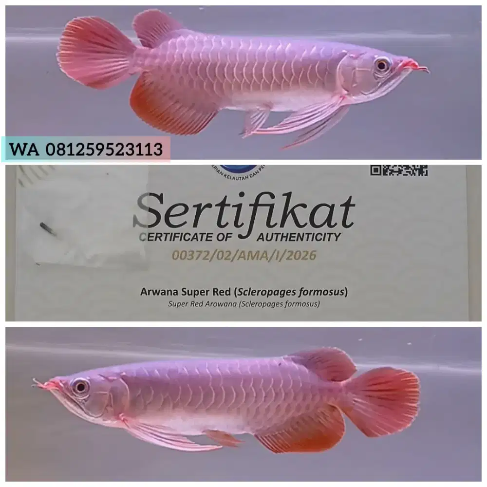 Arwana Super Red Arowana 28cm Spek Kontes
