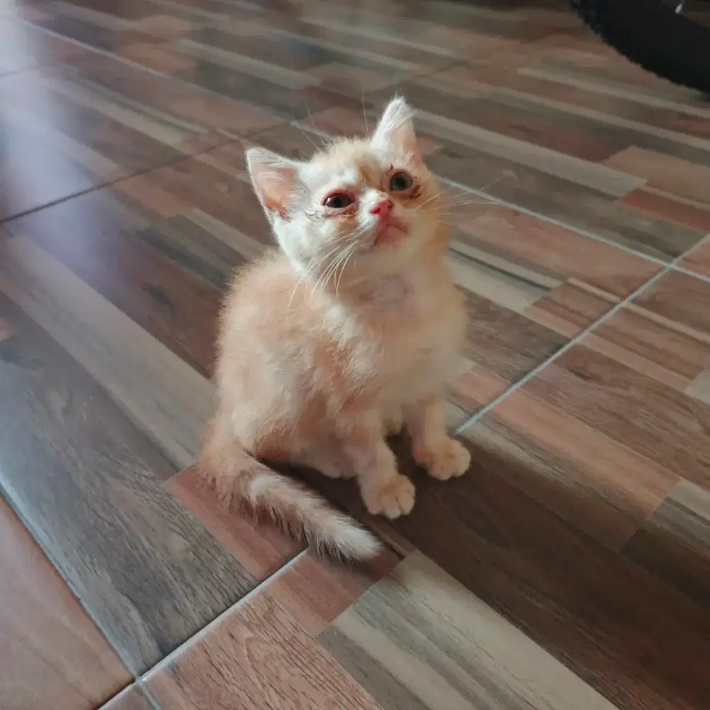 Anak Kucing lucu