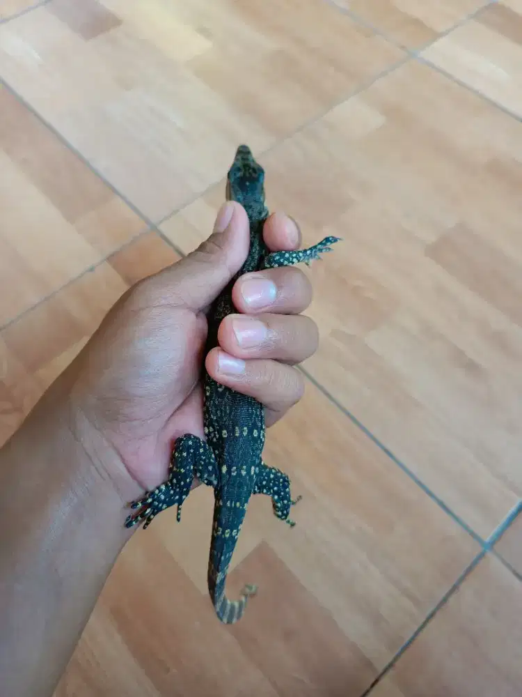 DIJUAL ANAK BIAWAK SEHAT & AKTIF