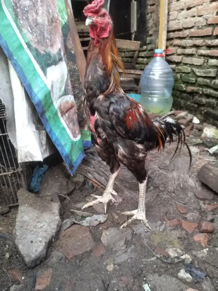 Jual ayam Bangkok juara kondisi mabung.