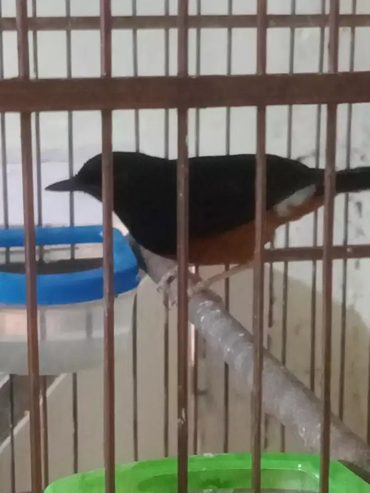 Jual murai MH Pur total udah rajin burja