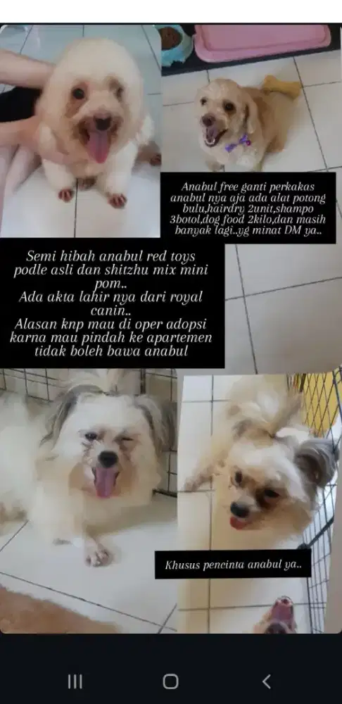 Dogy shitzhu dan red toys podle