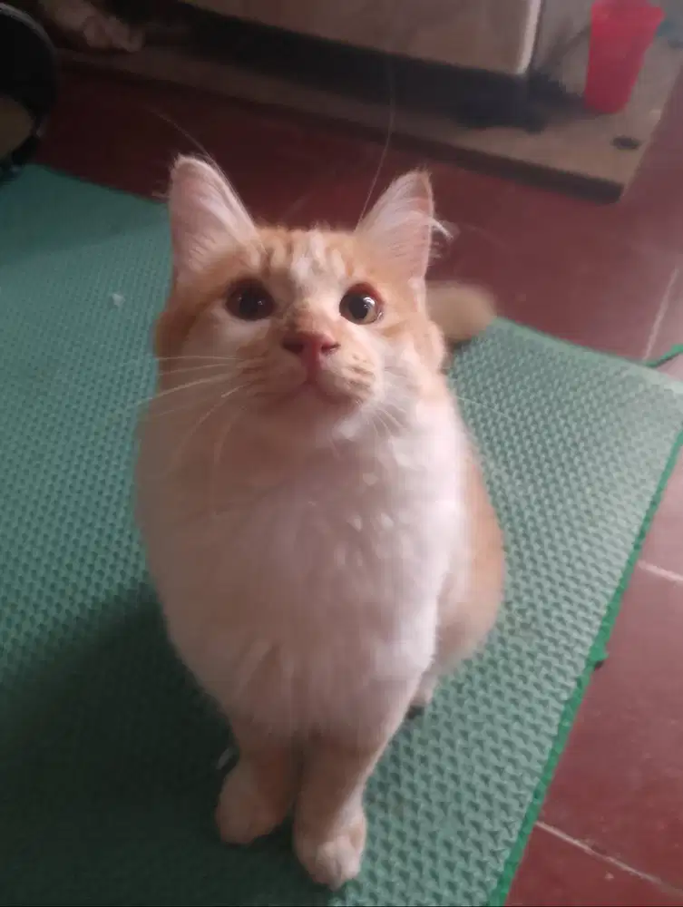 Kucing Persia dan kampung