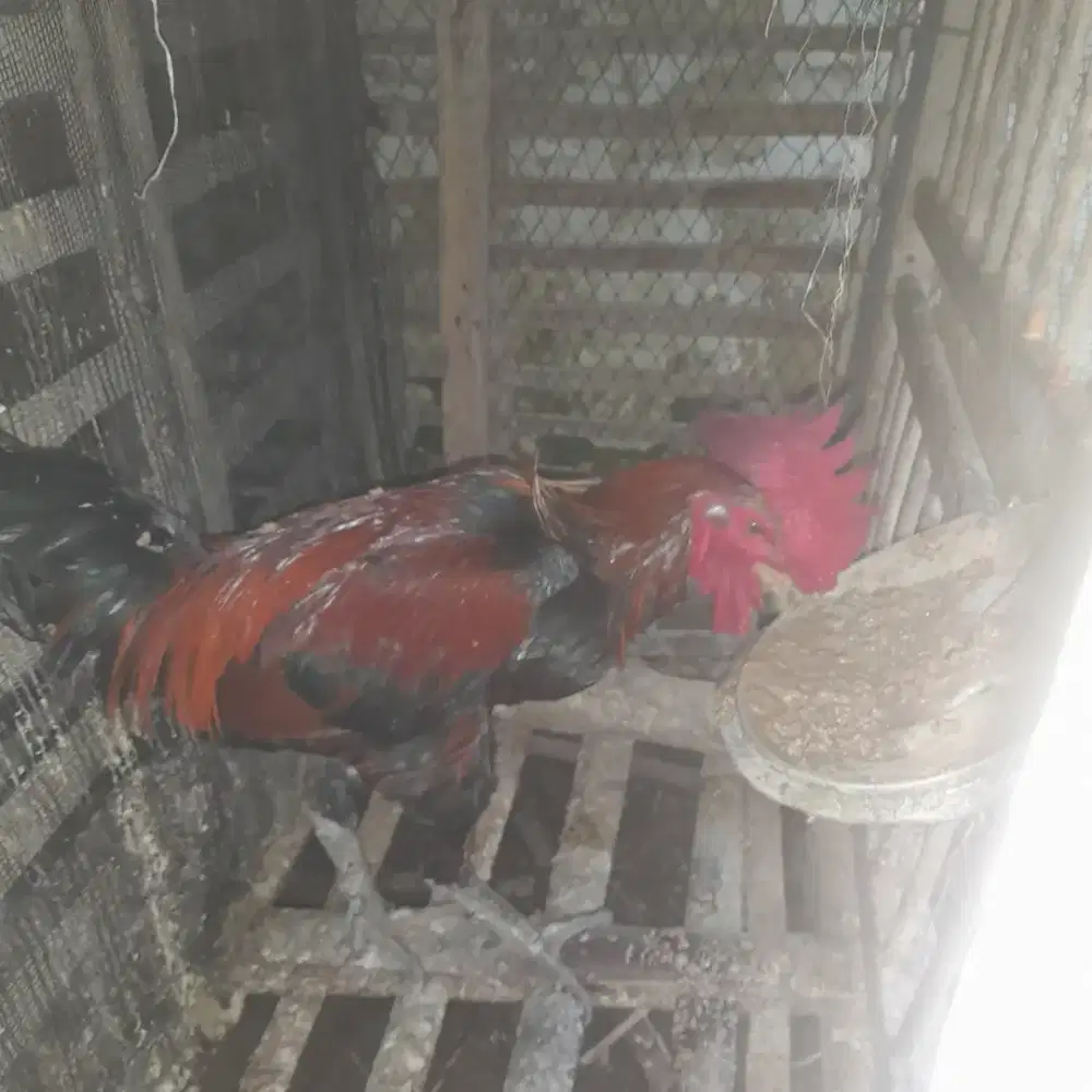 Ayam Kampung mix Pelung