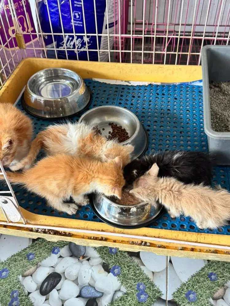 Cebol scottish fold ganti pakan 5 ekor borongan