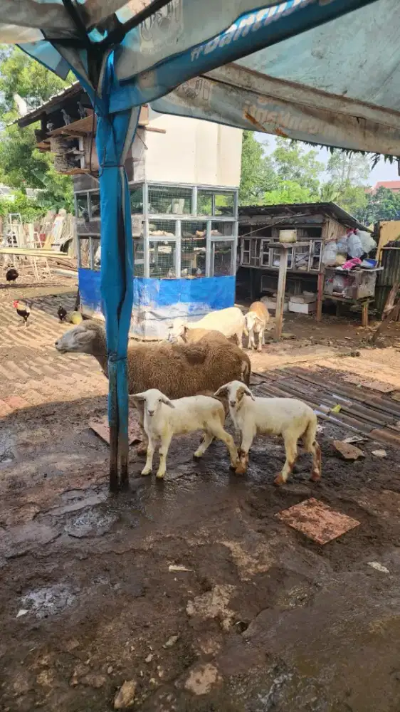 Domba Kambing anak dan dewasa