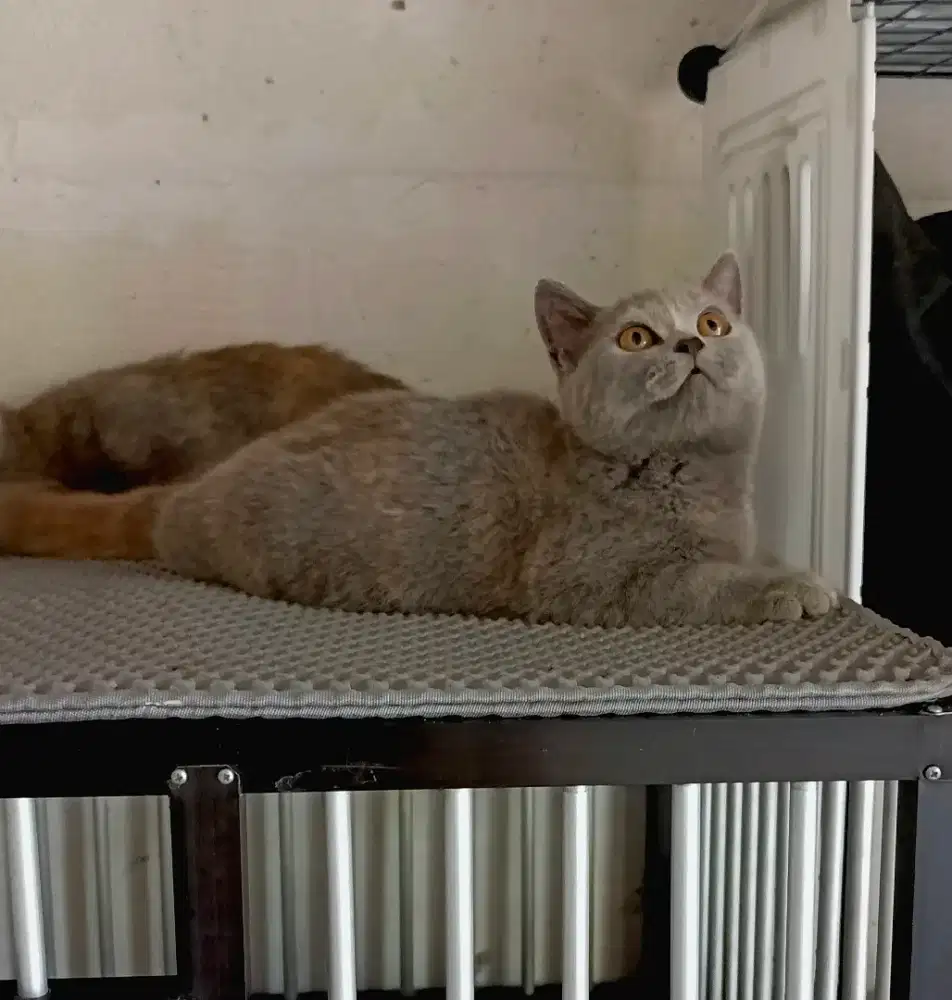 Bsh blue tortie(Carrier cinnamon×blue)