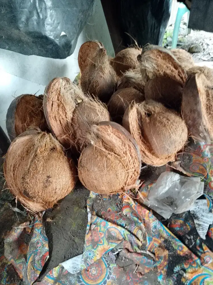 Jual kelapa tua