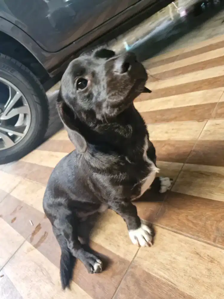 Hibah anjing jantan mix tekel shitsu