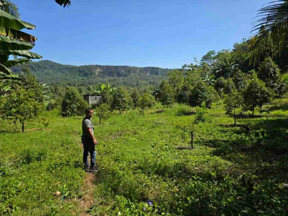 Jual tanah kebun Duren Sumber Manjing Sitiarjo Malang selatan Dkt sendang biru