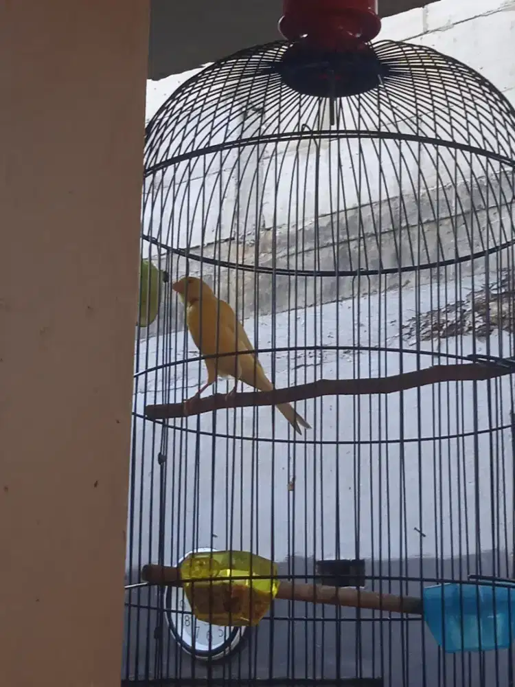 Af kenari kuning sunkies