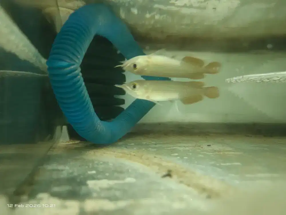 Arwana super red 10cm