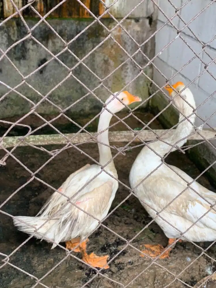 Angsa 2 jantan 1 betina