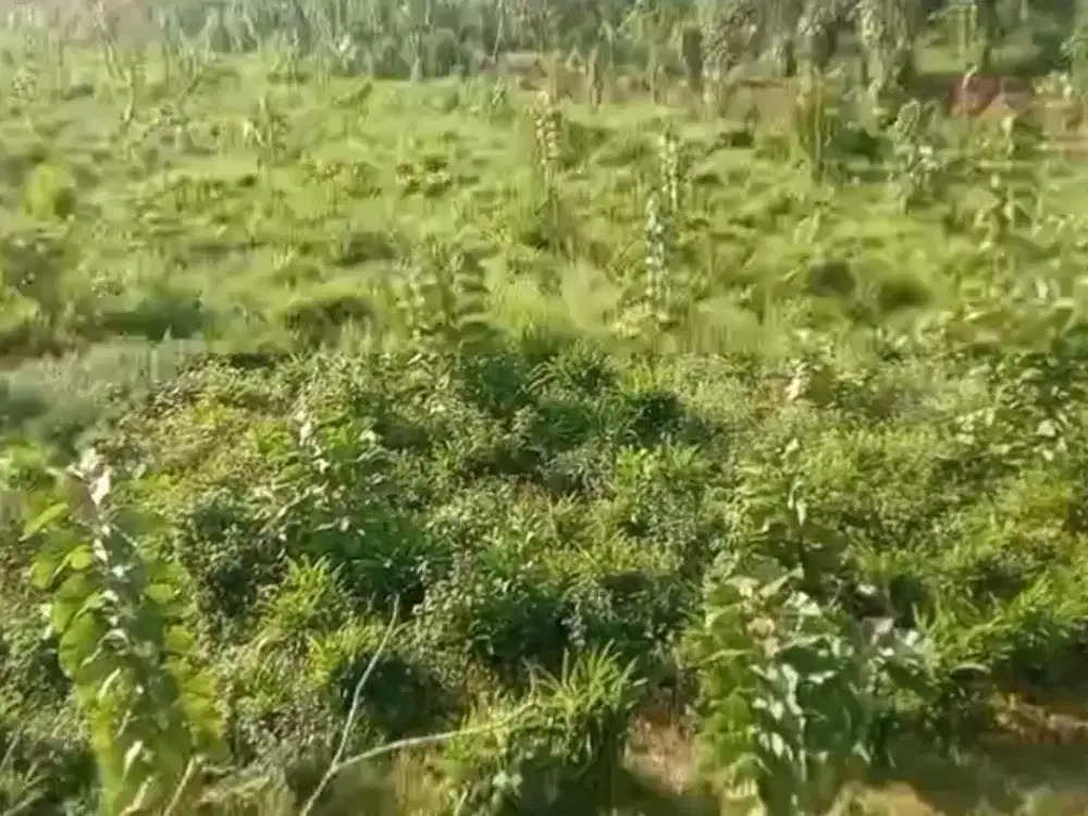 Jual Lahan Perkebunan