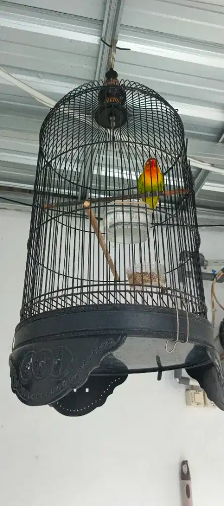 3 burung gacor semua + kurungan