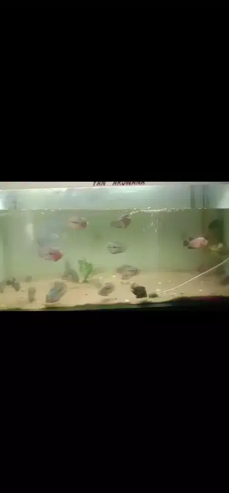 Louhan SRD Mix SB dan Bonsai size -+Mix 2 jarian cakep