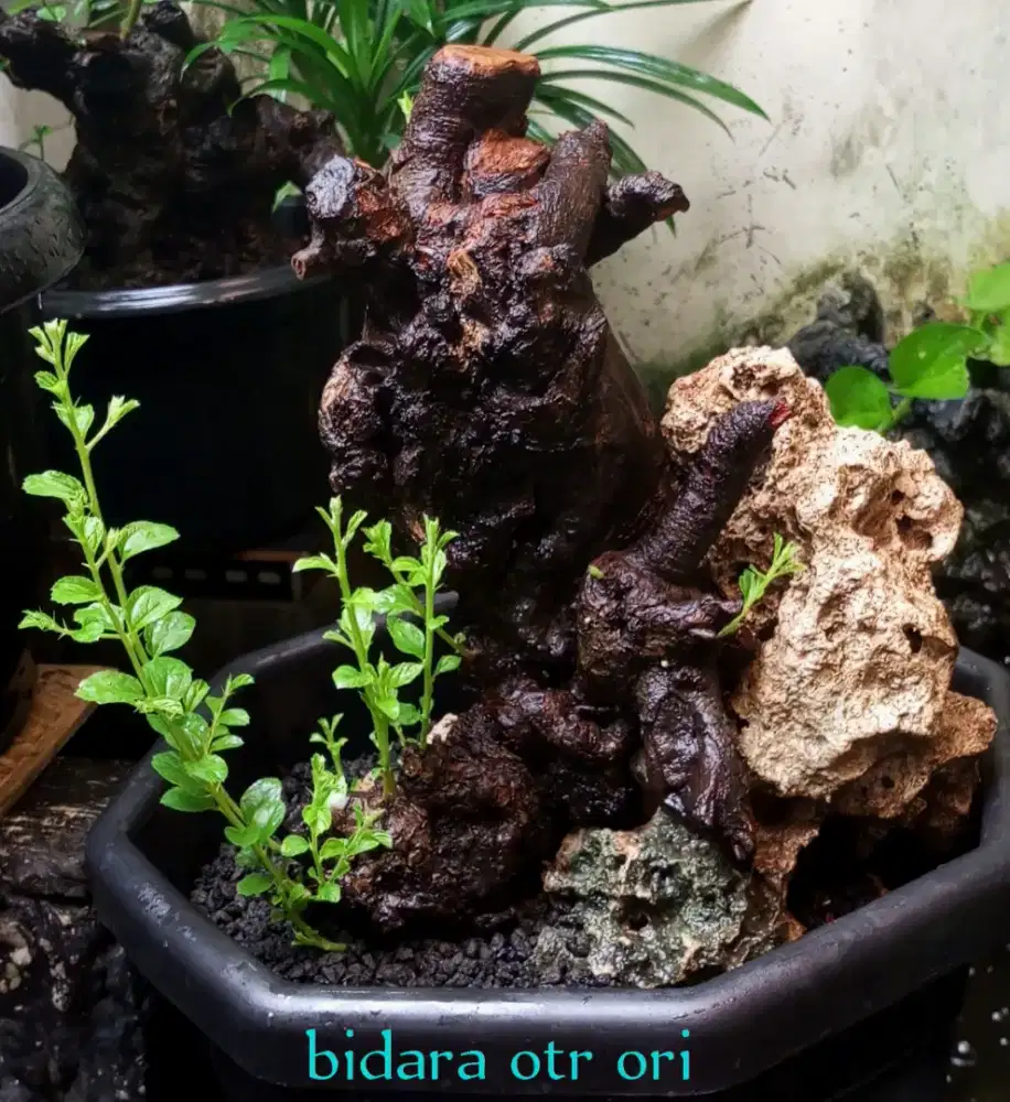 Bonsai bidara otr ORI