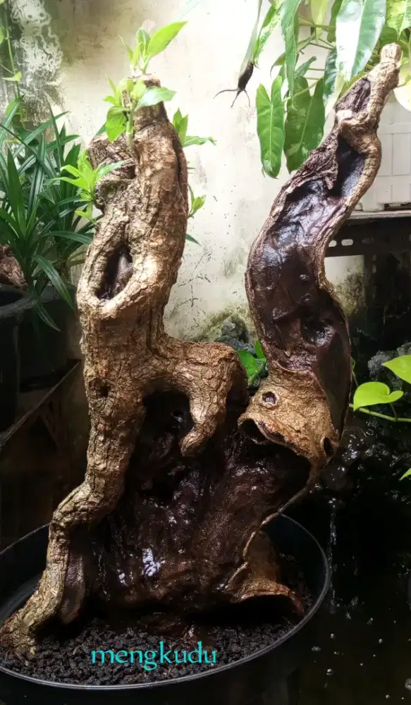 Bonsai mengkudu fosilan