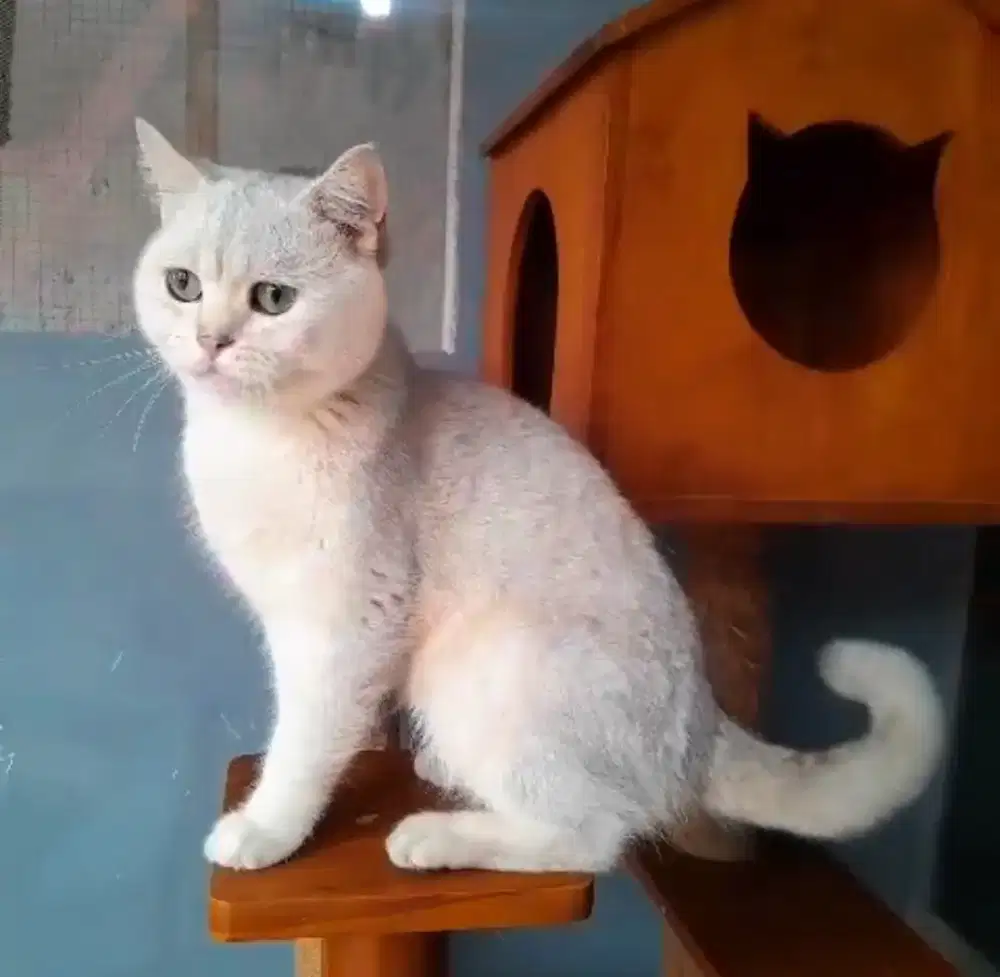 BRITISH SHORTHAIR SILVER