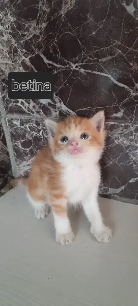 Persia medium mahar untuk 1 kitten