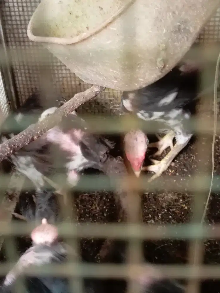 anakan saigon 8E, usia 2 bln