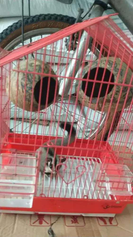 Sugar glider abu
